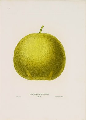 Poiteau Citrus 17