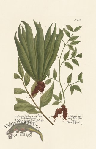 (image for) Weinmann PL 526