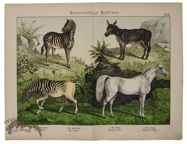 (image for) Horse Zebra Donkey