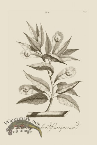 (image for) Abraham Munting 013