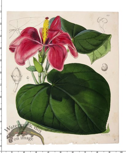 (image for) Curtis Botanical 095