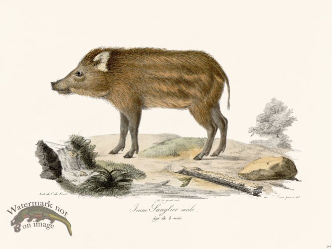 (image for) Cuvier 244 Young Male Boar