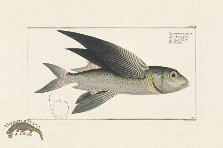 (image for) BLOCH FISH 397