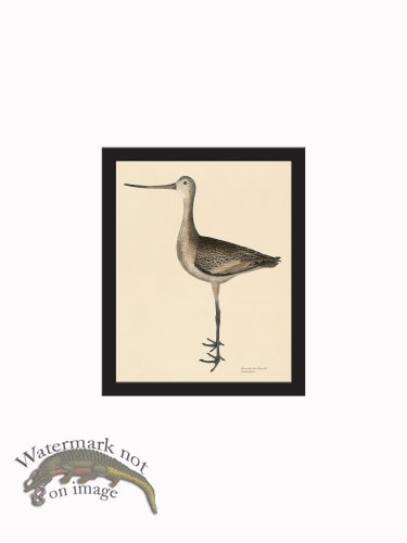 (image for) Rudbeck CFA_BF 300 M. Godwit