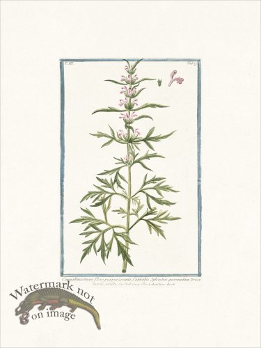 (image for) Bonelli 239 Hemp