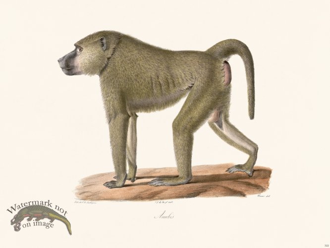 (image for) Cuvier 322 Anubis