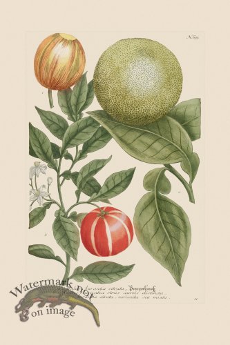 (image for) Weinmann PL 699