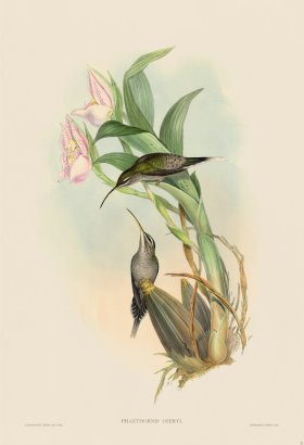 (image for) Gould Hummingbird 023