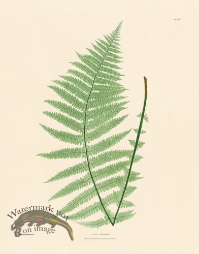 (image for) Bradbury Fern 07