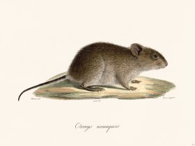 Cuvier 311 Namaquian Otomys