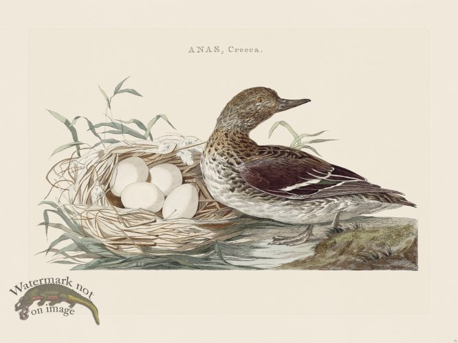 (image for) Nozeman Bird 073