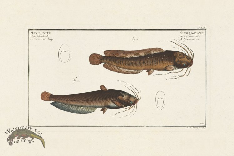 (image for) BLOCH FISH 370