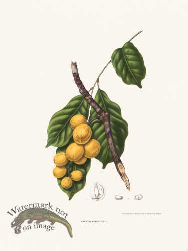 Horticulture of Java 08