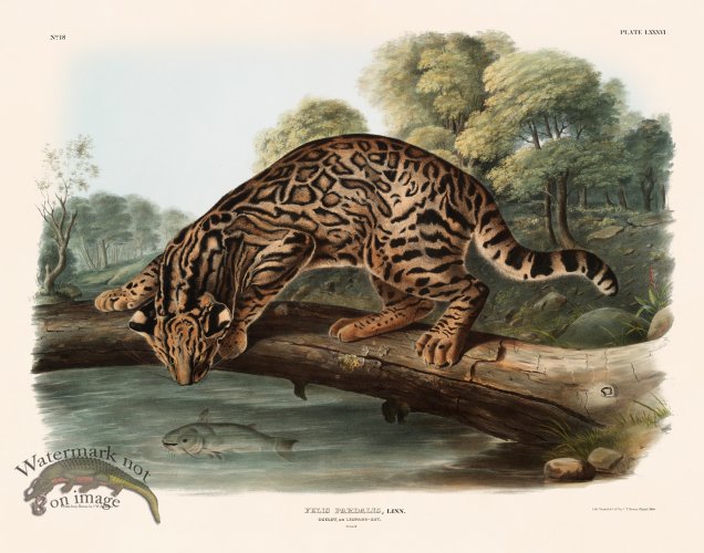 086 Ocelot or Leopard Cat