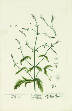 Blackwell German 253