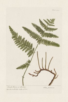 BEE 325 Female Fearn