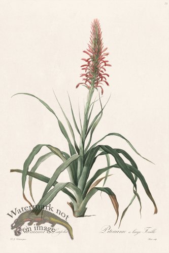 (image for) Les Liliacees Redoute 073