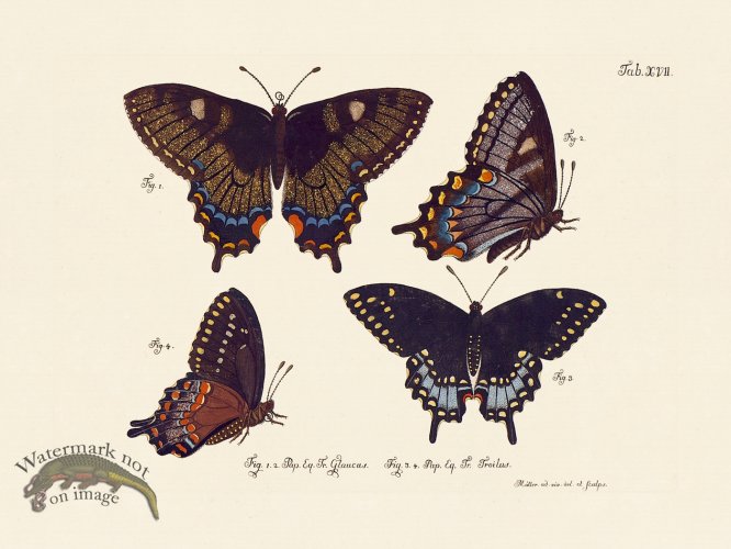 (image for) Jablonsky Butterfly 017