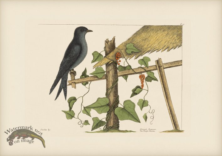 (image for) 051 Purple Martin