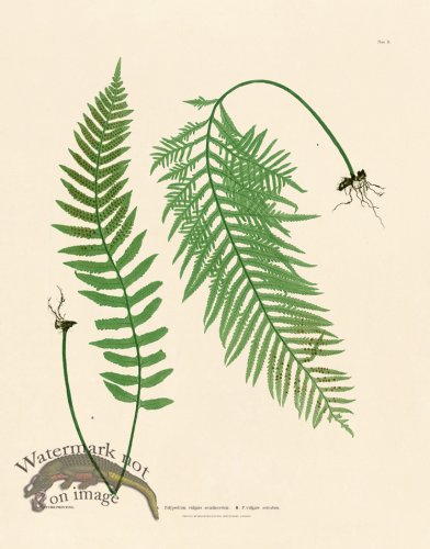 Bradbury Fern 02