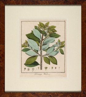 Hayne's Botanical in Burl 12