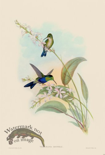 (image for) Gould Hummingbird 108