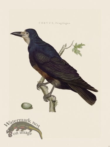 (image for) Nozeman Bird 140