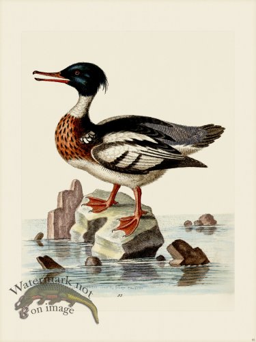 (image for) Edwards 095 Red -Breasted Goosander