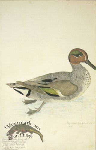 (image for) 222 Swedish Birds . Anas Crecca.Eurasian Teal or Common Teal