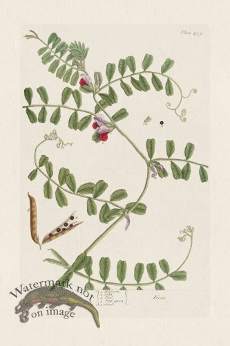 (image for) BEE 429 The Vetch