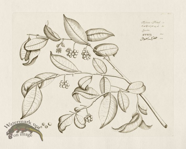 (image for) HORTUS VOl 05 16