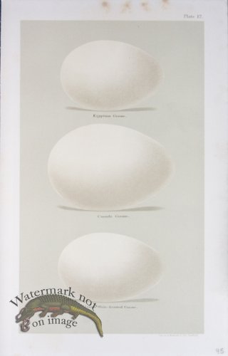 (image for) Seebohm Eggs 30