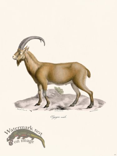 (image for) Cuvier 144 Xgagre Male