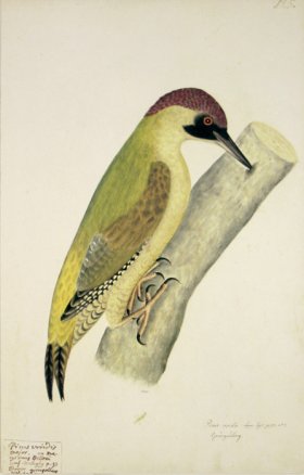 (image for) 125 Swedish Birds . Picus Viridis.Male