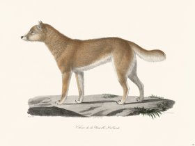 Cuvier 170 Dog