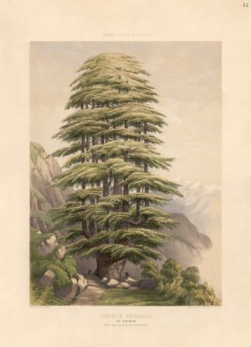 Himalayan Cedar