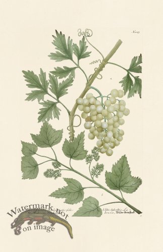 (image for) Weinmann PL 1017