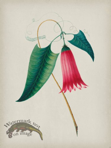 (image for) Andean Botanicals 012