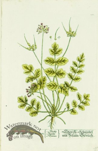 (image for) Blackwell German 225