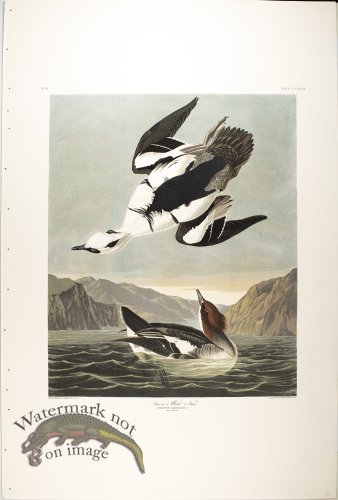 (image for) Smew or Wite Nun