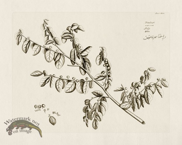 (image for) HORTUS VOl 05 30