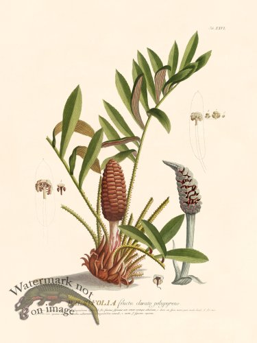 (image for) Trew Botanical 26