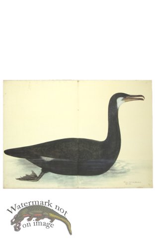 (image for) COMORANT . PL 10