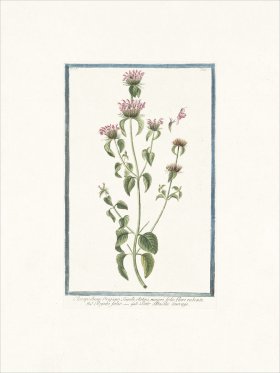 Bonelli 265 Wild Basil