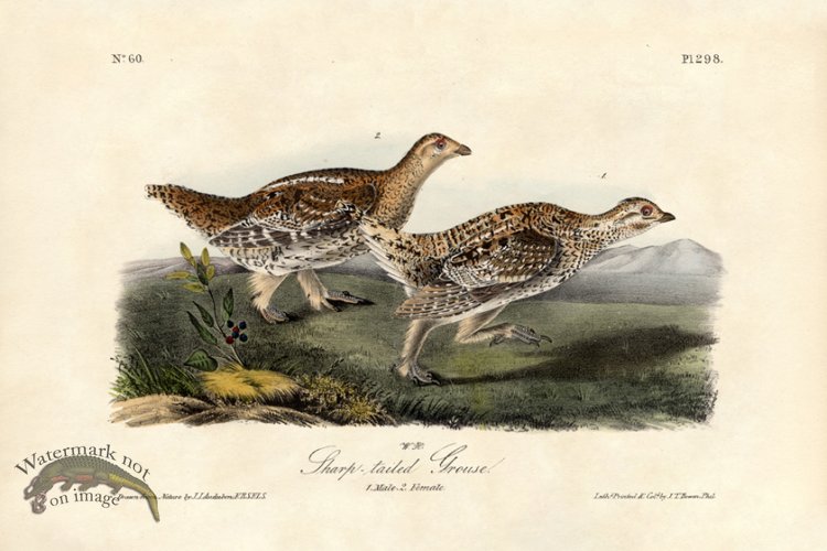 (image for) Sharp-tailed Grouse