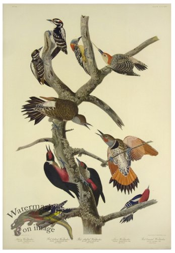 (image for) 10 Woodpeckers L.E.