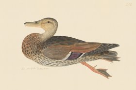 Rudbeck CFA 250 Mallard