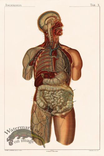 (image for) Laskowski Anatomy 10