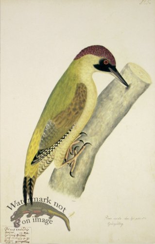 (image for) 125 Swedish Birds . Picus Viridis.Male