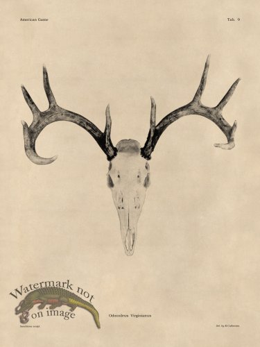 (image for) Tan Bones 09 White Tail